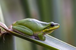 118-Drymomantis fallax